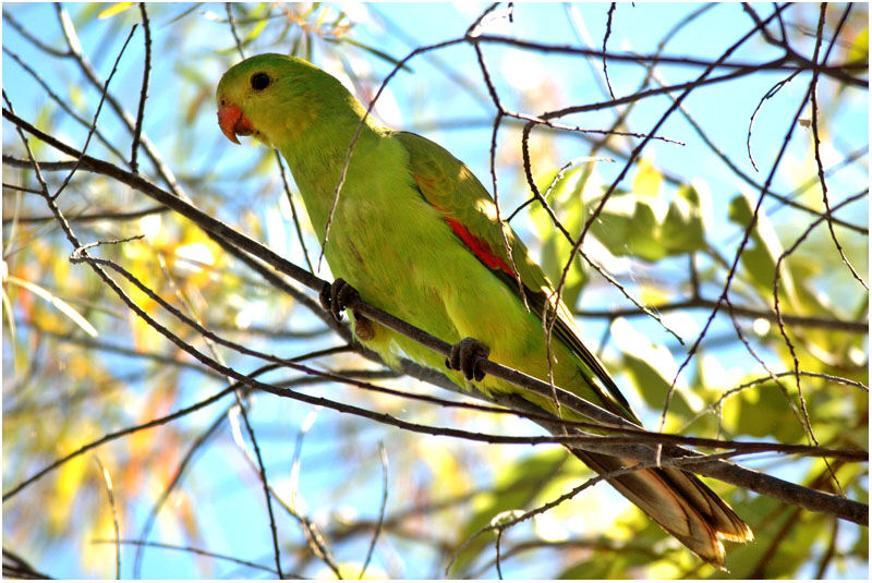 Red-winged Parrot female adult