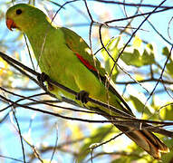 Red-winged Parrot