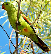 Red-winged Parrot