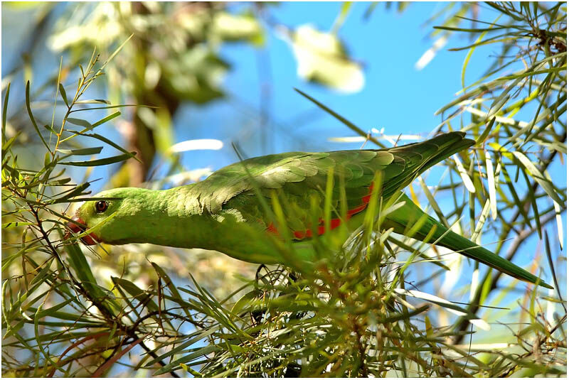 Red-winged Parrot female adult