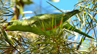 Red-winged Parrot