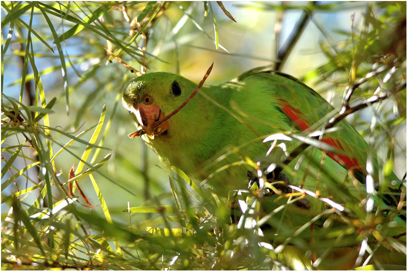 Red-winged Parrot female adult