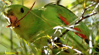 Red-winged Parrot