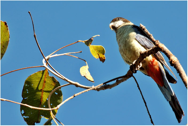 Northern Rosellaadult