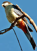 Northern Rosella