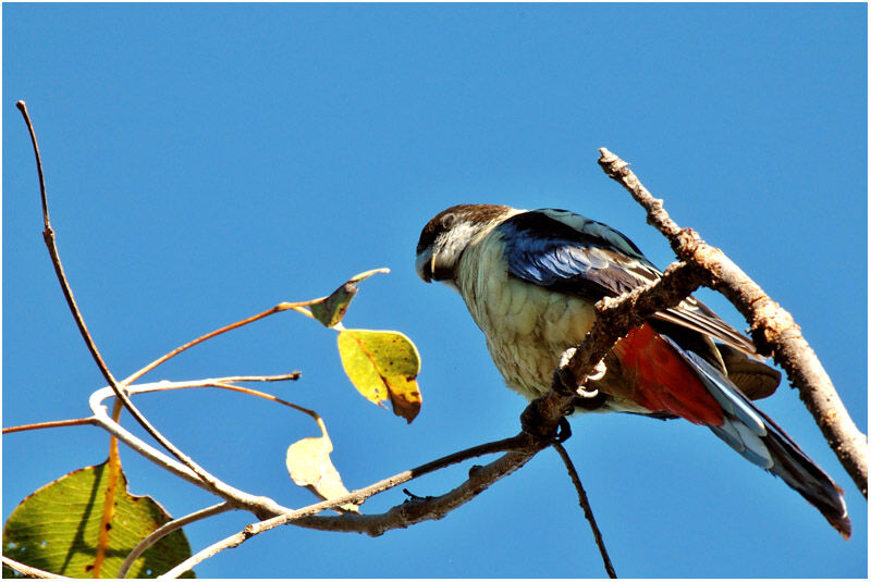 Northern Rosellaadult