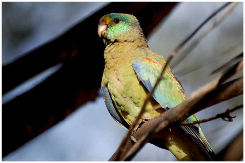 Mulga Parrot male adult