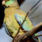 Perruche multicolore