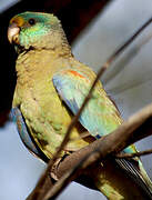 Mulga Parrot