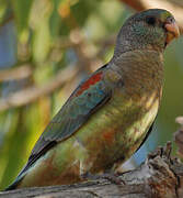 Mulga Parrot