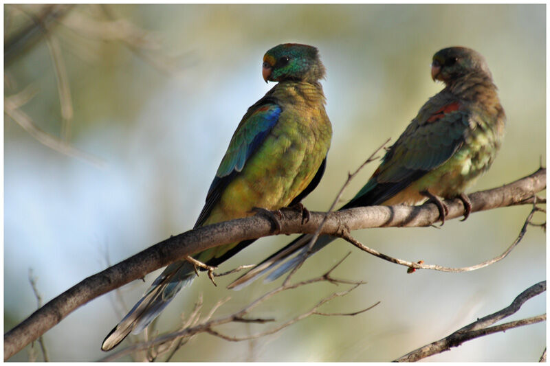 Mulga Parrot adult