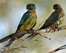 Mulga Parrot