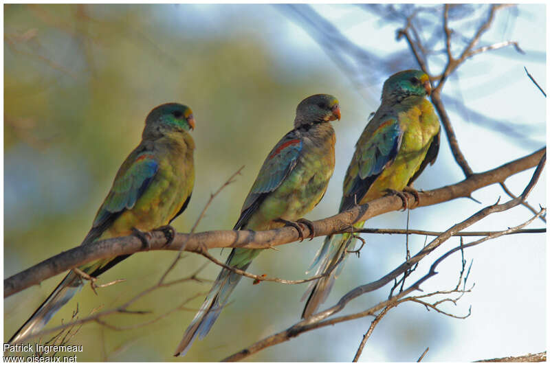 Mulga Parrotadult