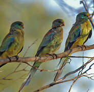 Mulga Parrot