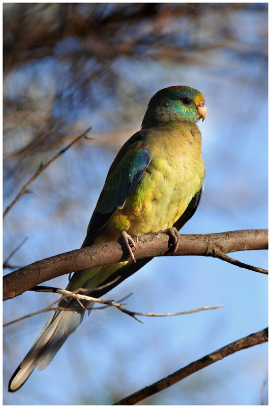 Mulga Parrot male adult