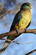 Mulga Parrot