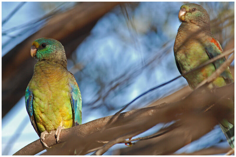 Mulga Parrot adult