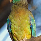 Perruche multicolore
