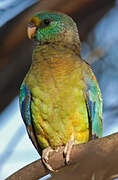 Mulga Parrot