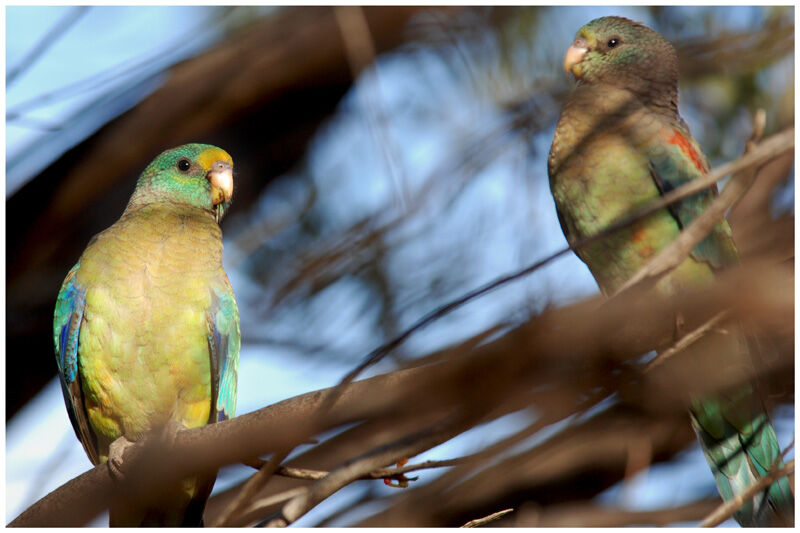 Mulga Parrot adult