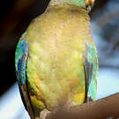 Perruche multicolore