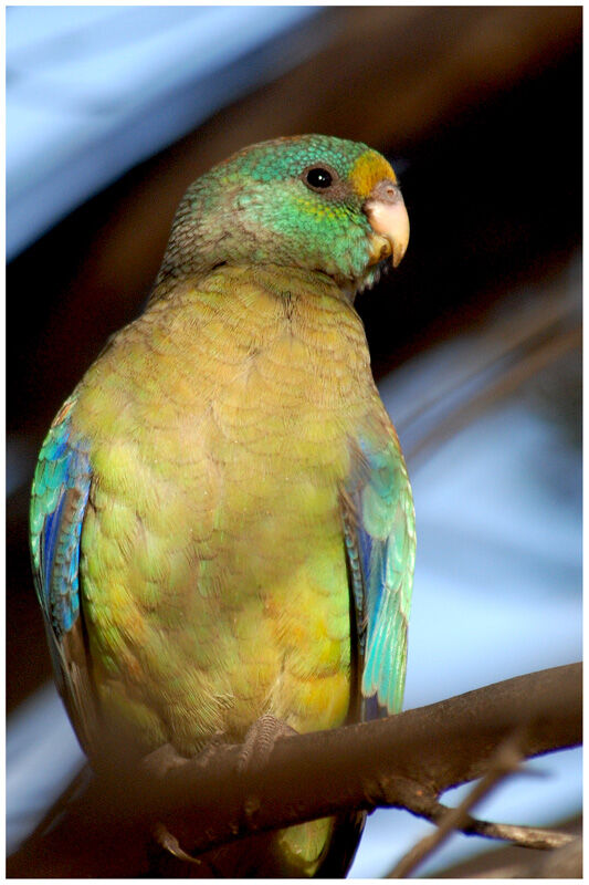 Mulga Parrot male adult