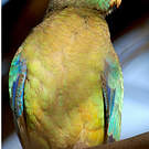 Perruche multicolore