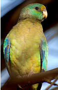 Mulga Parrot