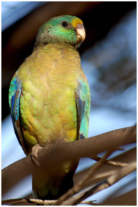 Mulga Parrot male adult