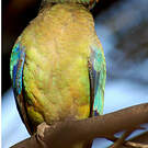 Perruche multicolore