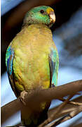 Mulga Parrot