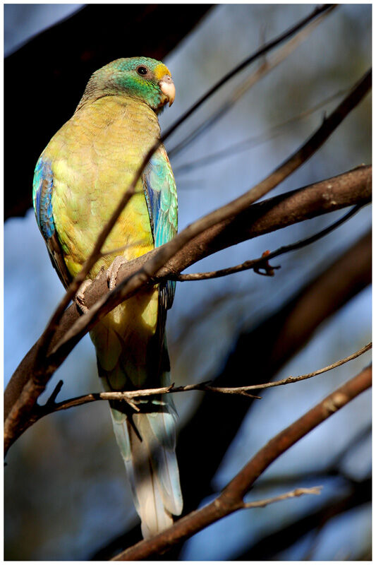 Mulga Parrot male adult