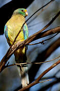 Mulga Parrot