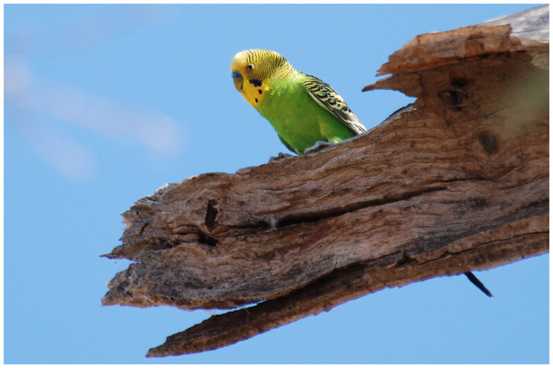 Budgerigar male adult