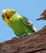 Budgerigar