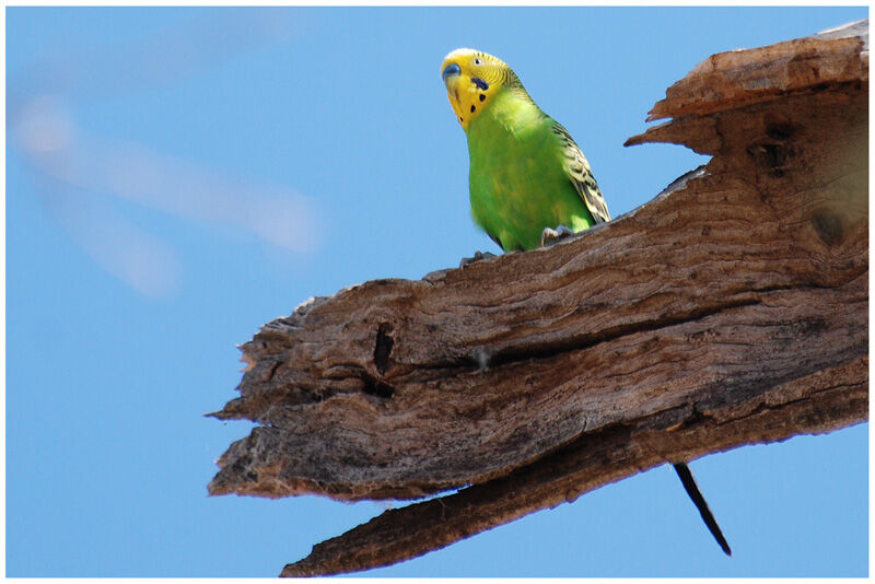 Budgerigar male adult