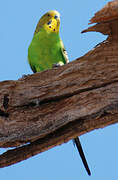 Budgerigar