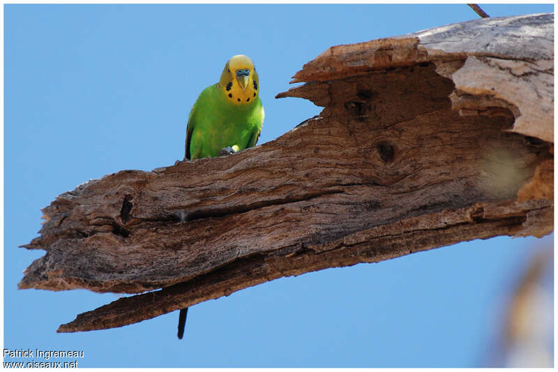 Budgerigar male adult, close-up portrait