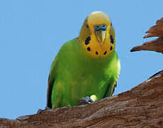 Budgerigar