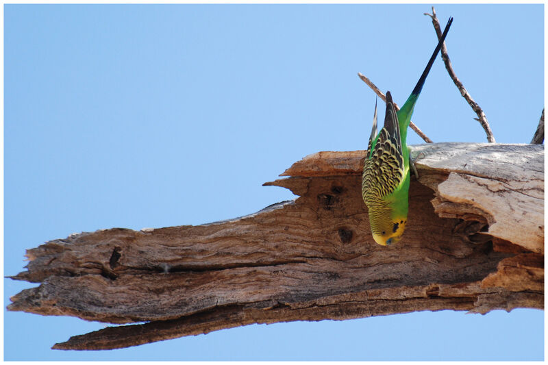 Budgerigar male adult