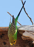 Budgerigar