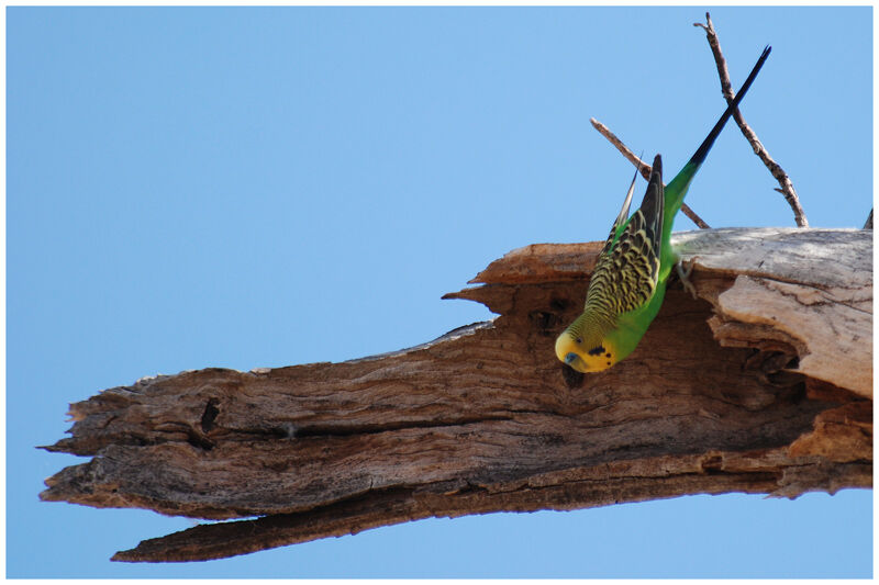 Budgerigar male adult