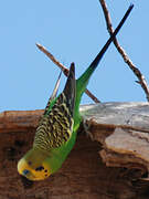 Budgerigar