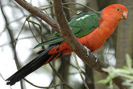 Australian King Parrot