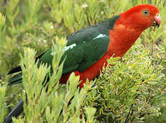 Australian King Parrot