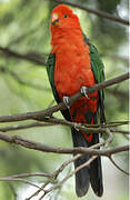 Australian King Parrot