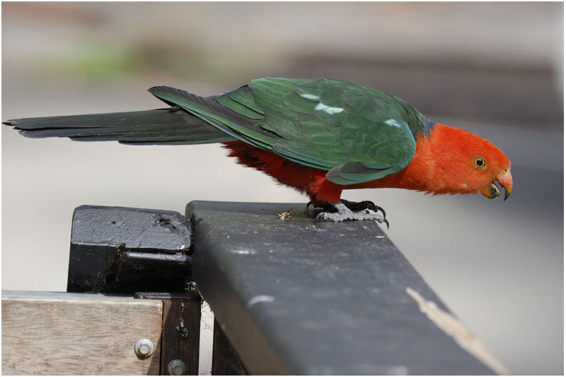 Australian King Parrot male adult