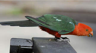 Australian King Parrot