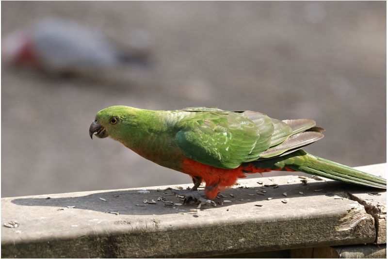 Australian King Parrot female adult