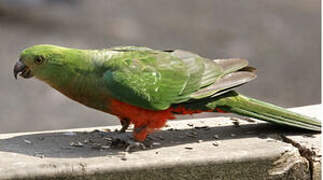 Australian King Parrot